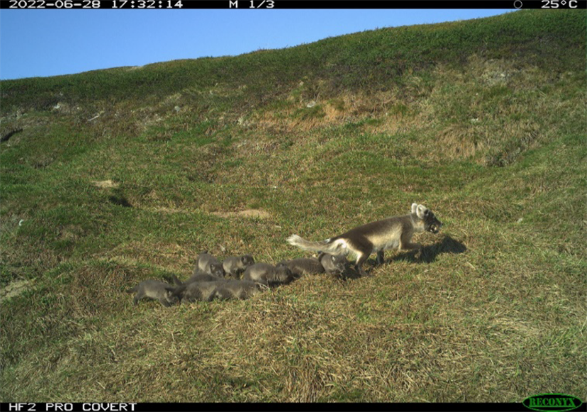 Record year for the arctic fox in Varanger